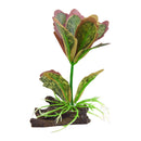 UT Silk Kalanchoe Flapjack 4"