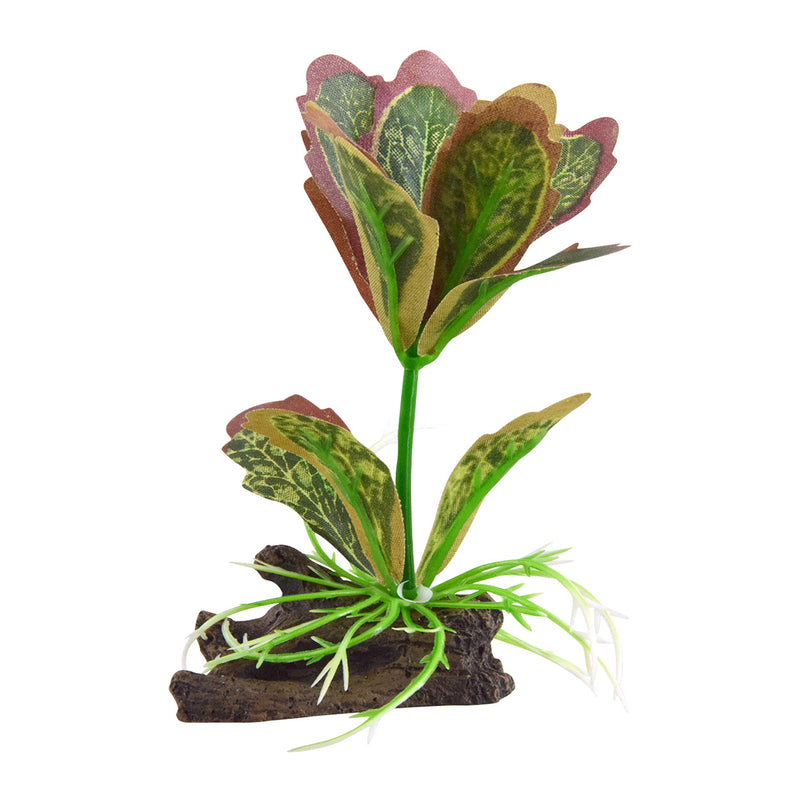 UT Silk Kalanchoe Flapjack 4"