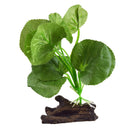 UT Silk  Hydrocotyle