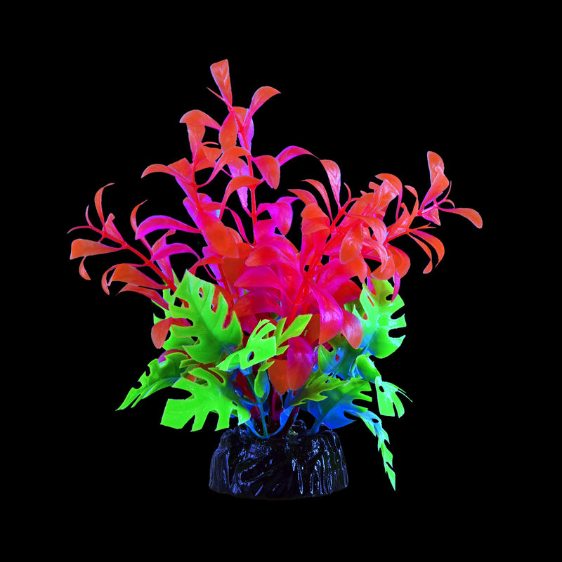 UT Glo Bacopa - Pink - Small "Glow in the Dark"