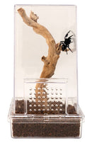 Zoo Med Jumping Spider Kit