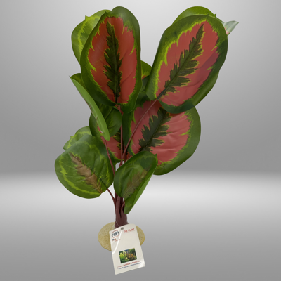 Aquaglobe Red Calathea 24"