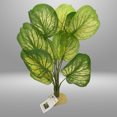 Aquaglobe White Calathea 24"