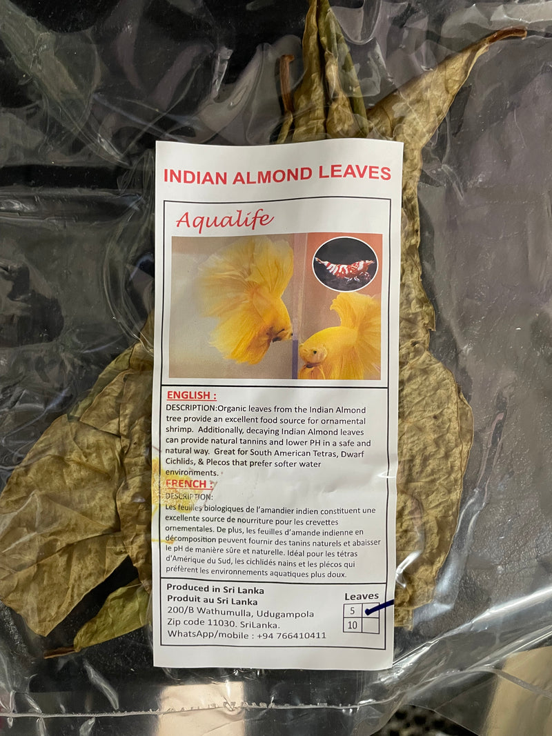 Aqualife  Premium Catappa Indian Almond leaves (5)