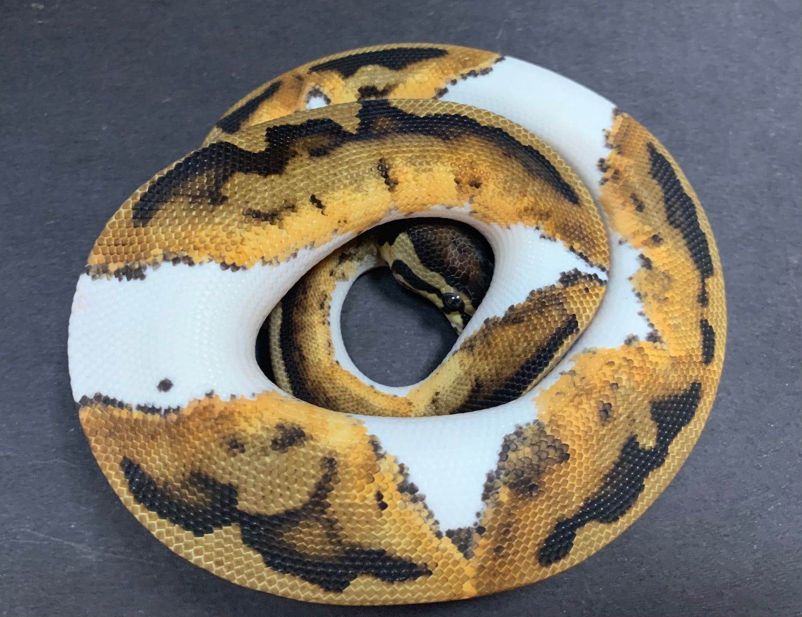 Lavender Ball Python Fish Pied Ball Python het Lavender