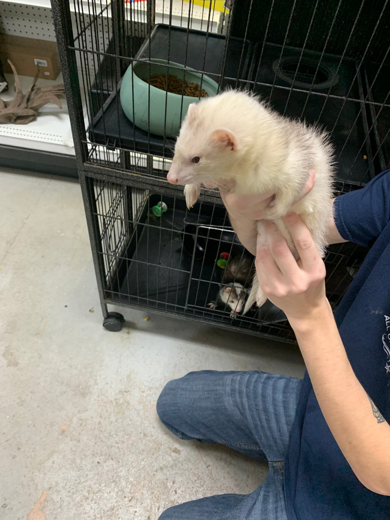 Live Marshall Baby Female Ferret with paperwork and all shots