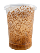 Flightless Fruit Fly Cultures – Drosophila Melanogaster & Hydei