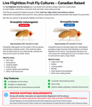 Flightless Fruit Fly Cultures – Drosophila Melanogaster & Hydei