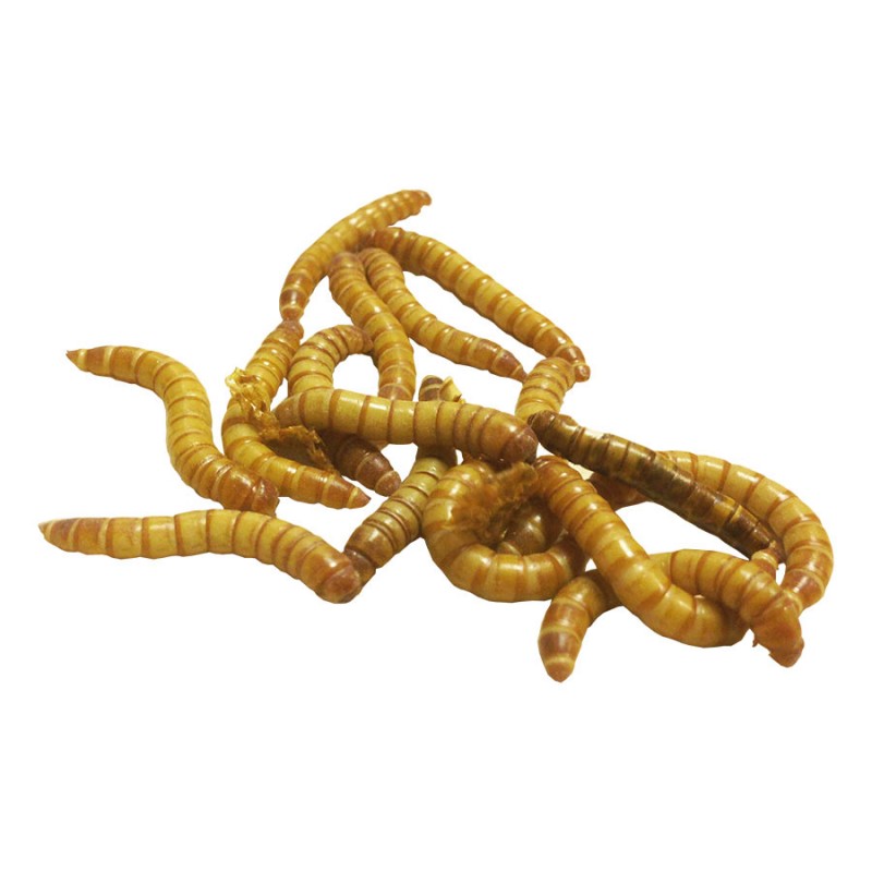 Giant Mealworms Live- 1000 Lot