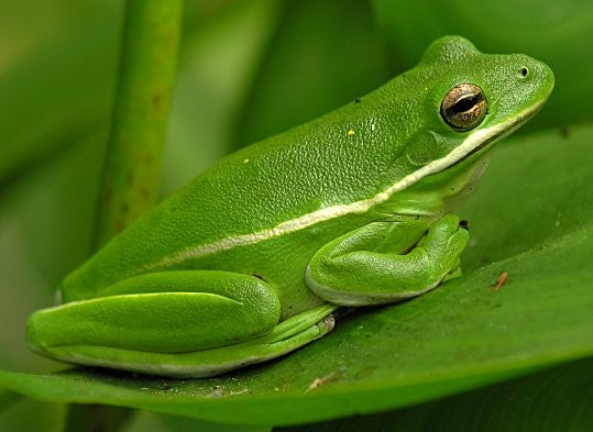 Live Green Tree Frog (Hyla cinerea)