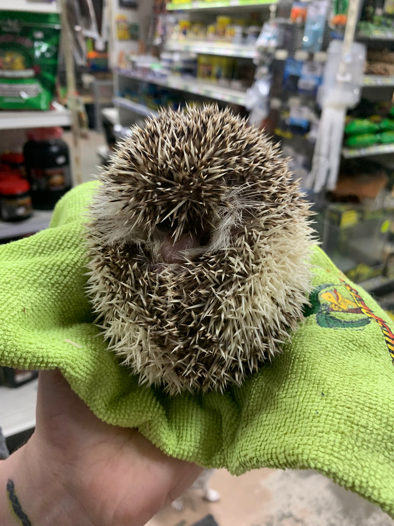 Hedgehog arrived Nov. 23rd 2023 - Does not Ship