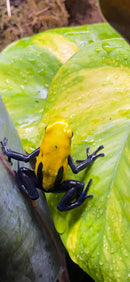 Citronella C.B. Poison Dart Frog  (Dendrobates tinctorius)