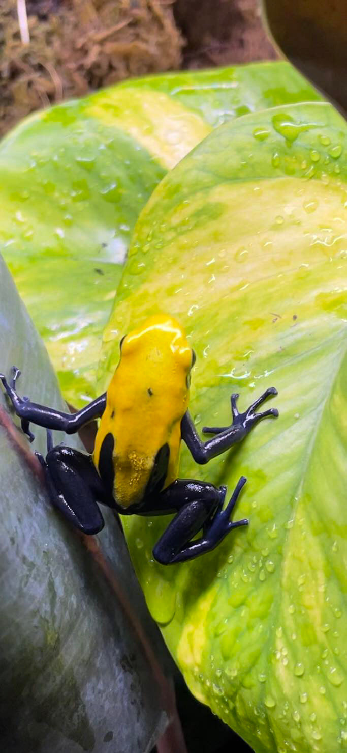 Citronella C.B. Poison Dart Frog  (Dendrobates tinctorius)