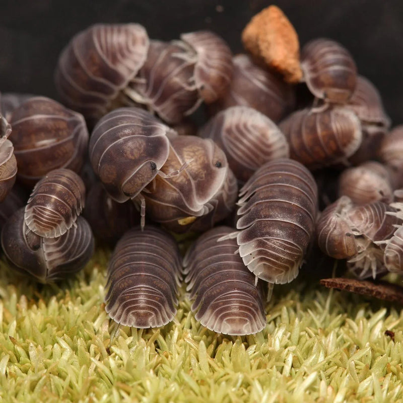 Isopods Cubaris Sp. "Penguin" 10+