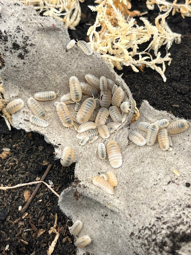 isopods - "Cubaris Glacier" Bright White Eyed Isopods (Cubaris murina)