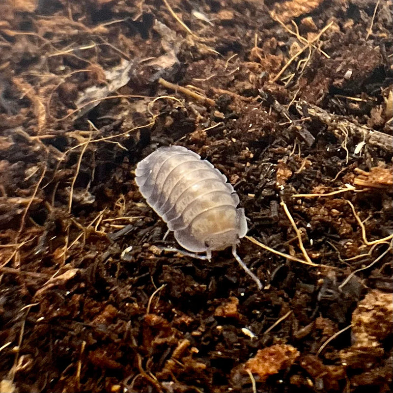 isopods - "Cubaris sp" Silver Ghost