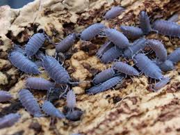 isopods - Dwarf Purple Tropical Woodlice (Trichoniscidae Sp.) - 12+