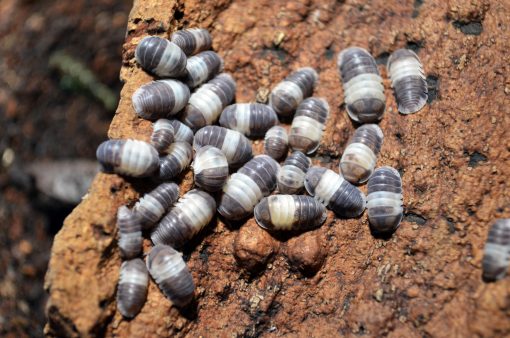 isopods - Panda King (Cubaris sp) - 10+