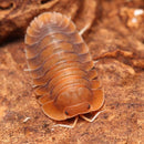 Troglodillo sp. "Sunset" Isopods – 6 Count Starter Culture