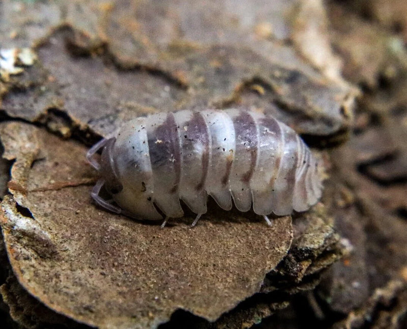 isopods Armadillidium espanyoli - Marbelized 10+