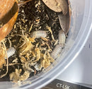 isopods White Pearl  (Armadillidium granulatum) - 10