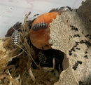 Zebra isopods (Armadillidium maculatum) - chocolate zebra - 12 +