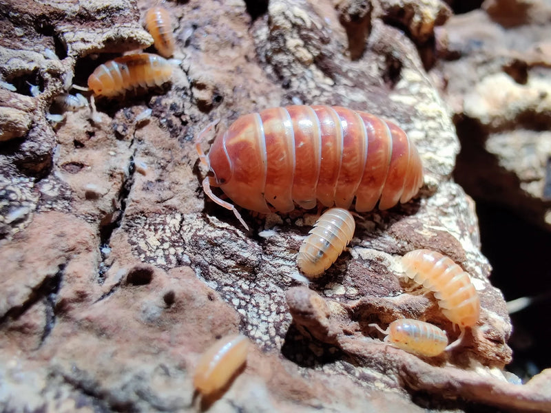 isopods Armadillidium vulgare - Tangerine 12+