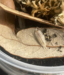 isopods - Patternless (Porcellio haasi) - 10