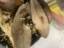 isopods - Ghost (Porcellio Scaber) - 12+