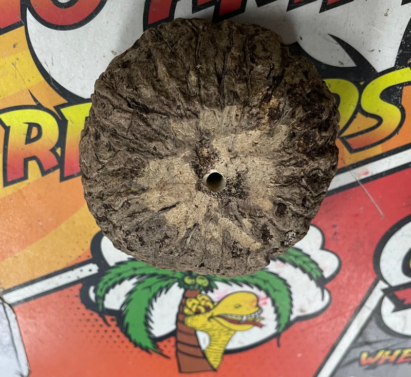 Jurassic Ourico Pod (Brazil Nut Pod)