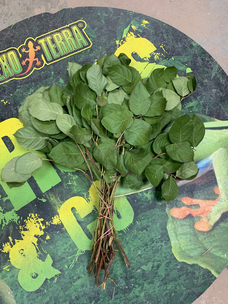 Jurassic Rainforest bunch fresh Salal leaf litter