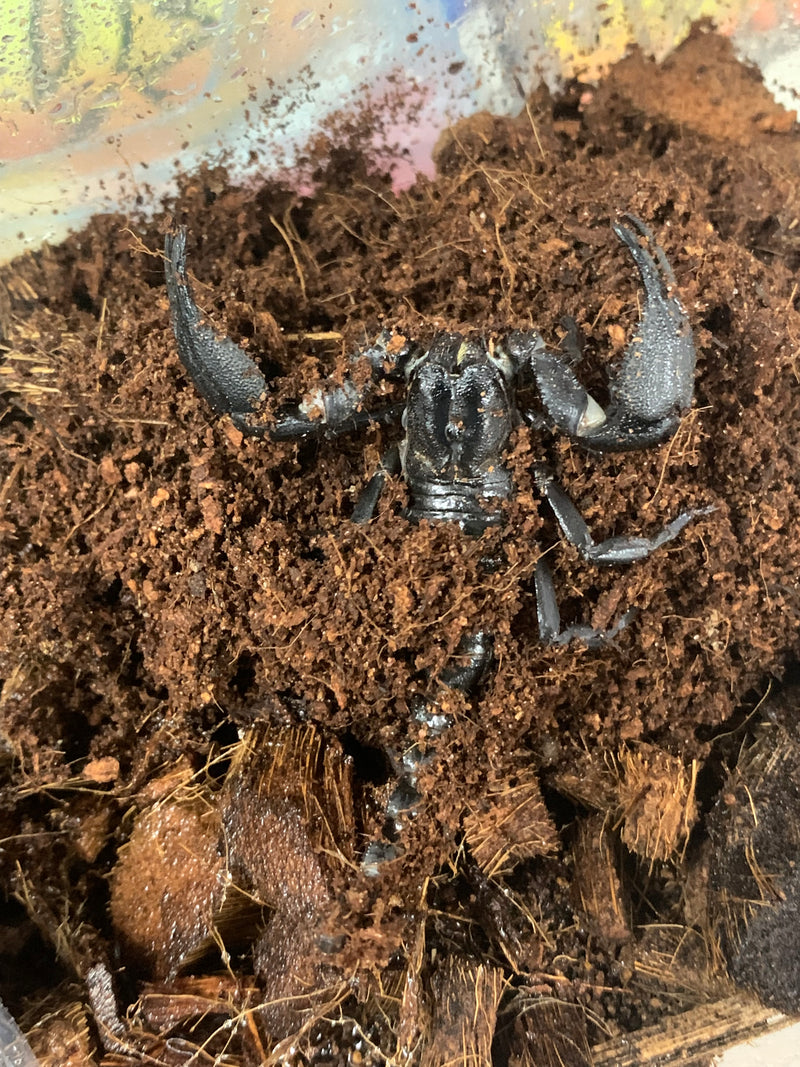 Blue Asian Forest Scorpion Buthus (Heterometrus) spinifer - 3-4"