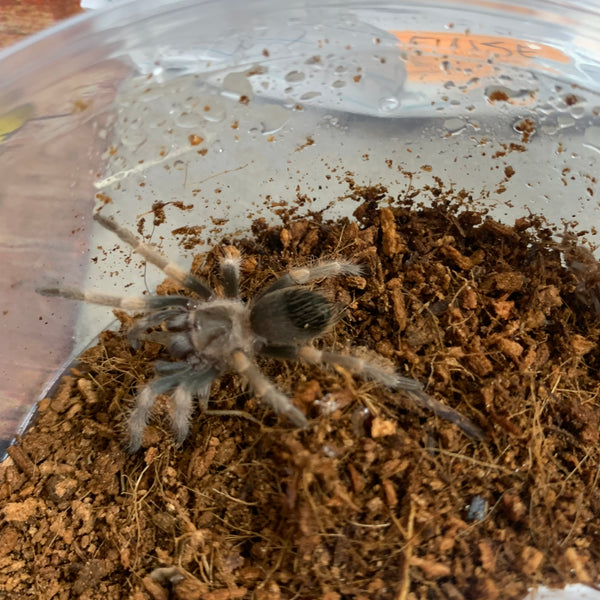 その他 Tarantula 4L live-MEXICAN-RED-KNEE-