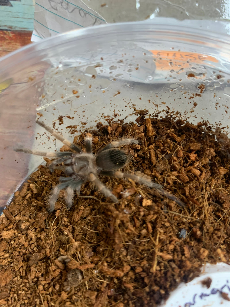 TARANTULA  1"+ “MEXICAN RED KNEE”  (Brachypelma hamorii)