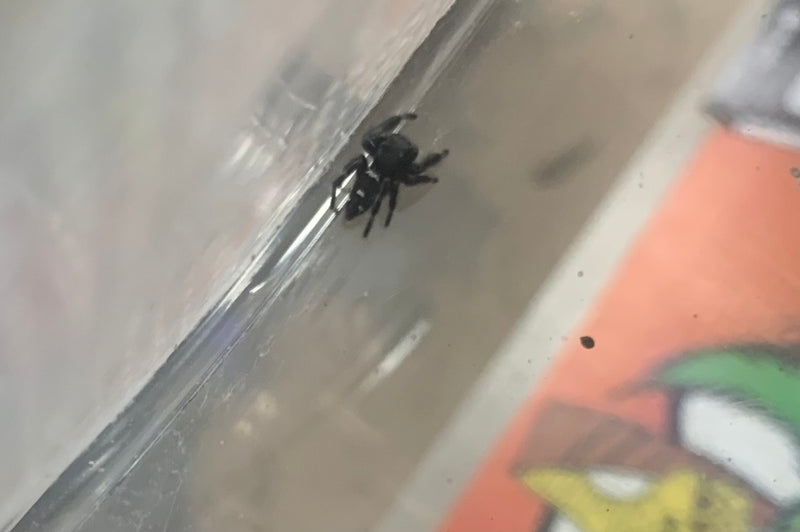 Live  Black N' White Orchid Jumping Spider  (Phidippus audax)