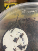 Live Queensland Whistling Tarantula (selenocosmia crassipes)