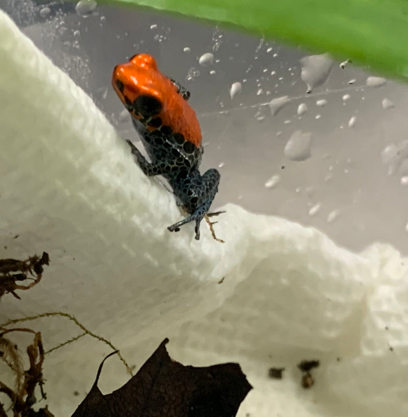 Red-backed C.B. Poison Dart Frog  (Ranitomeya reticulata) - May NOT Ship