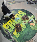 African Spurred Tortoise Baby - (Centrochelys sulcata) Arrived Nov. 16, 2023