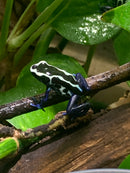 Oyapock C.B. Poison Dart Frog  (Dendrobates tinctorius)