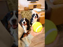 GURU Giggling Tennis Ball Large Dog Toy