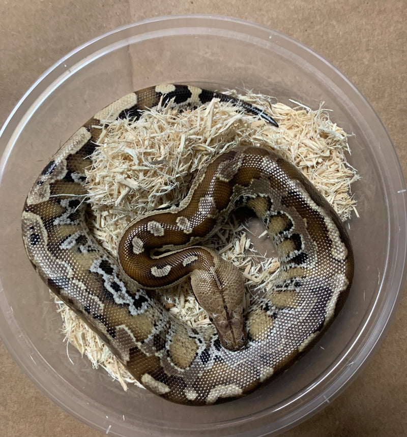 Short Tail Blood Python