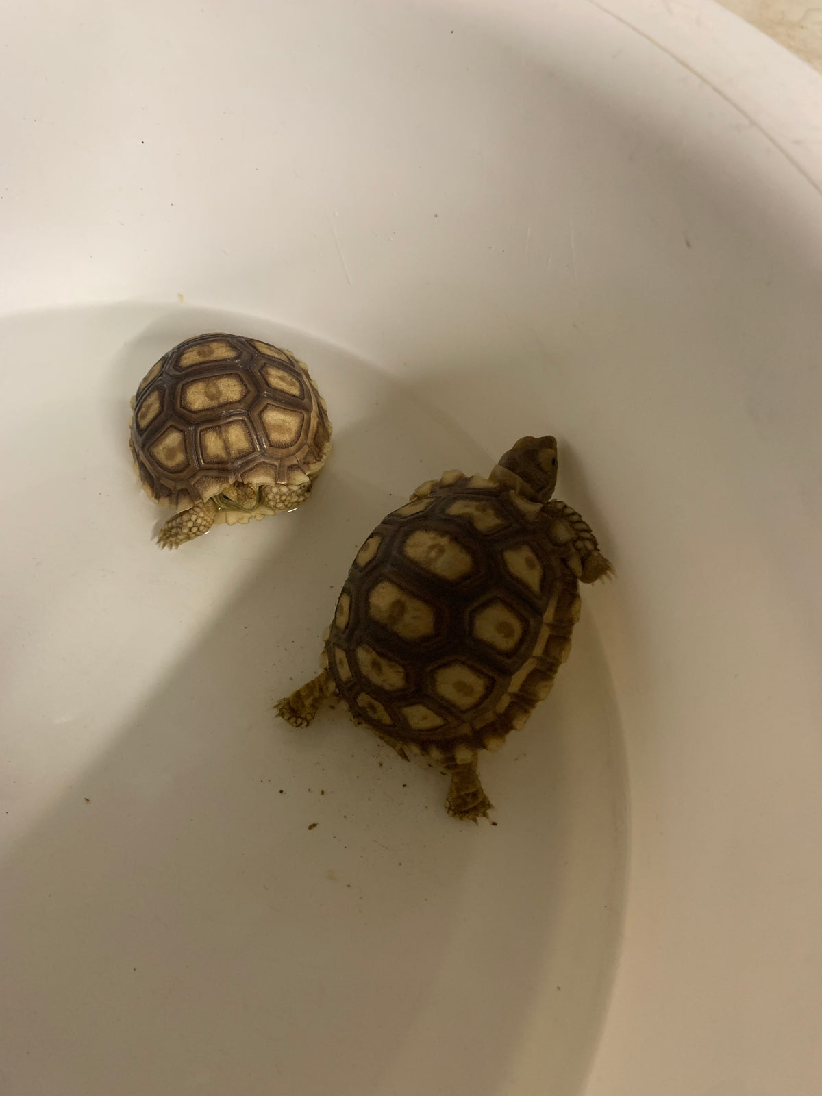 African Spurred Tortoise Baby (Centrochelys sulcata) Arrived 16