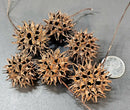 American Sweet Gum Ball Pods (6 Pack) – Natural Bioactive Terrarium Décor for Isopods, Springtails & Reptiles