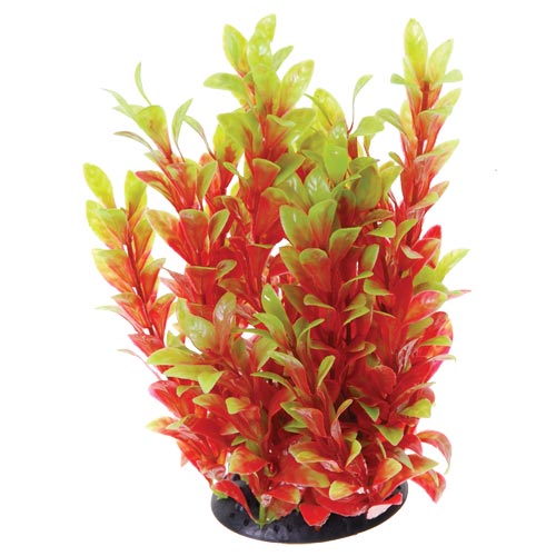 UT Red Ludwigia - 12"