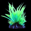 UT Glowing Glow Star Plant - Green