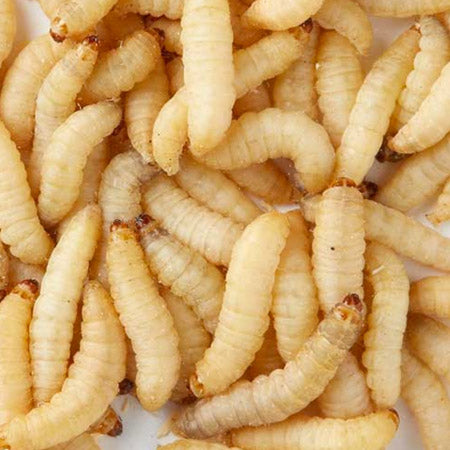 Wax Worms (250 Pack)