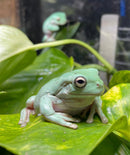 White's Tree Frog (please inquire for shipping)