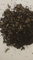 EXTREME WORMS LIVE – BLACK SOLDIER FLY LARVAE -BSFL-100 PACK