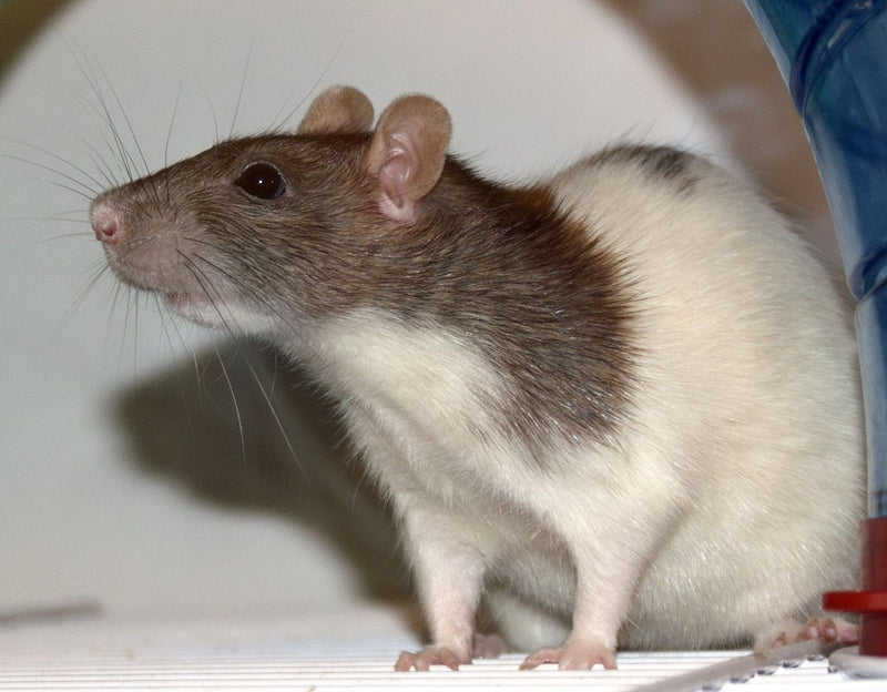 Pet Rats - SMALL