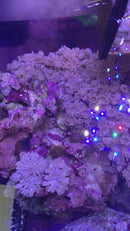 Saltwater Pulsating Xenia coral  (Xenia elongata)...15+ Polyps